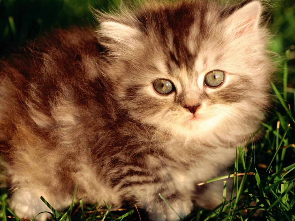 Где купить котенка в Новосибирске?
