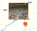 Где расположены крупные птицефабрики Новосибирска?