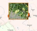 В каких питомниках купить сортовые деревья в Новосибирске?